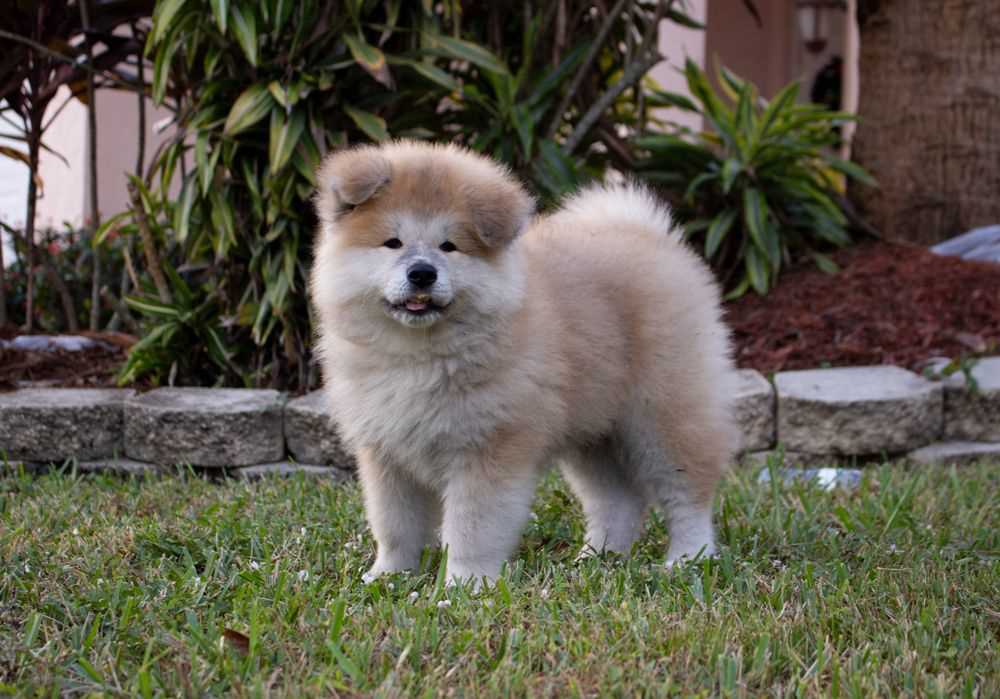 Japanese Akita For Sale In Delhi