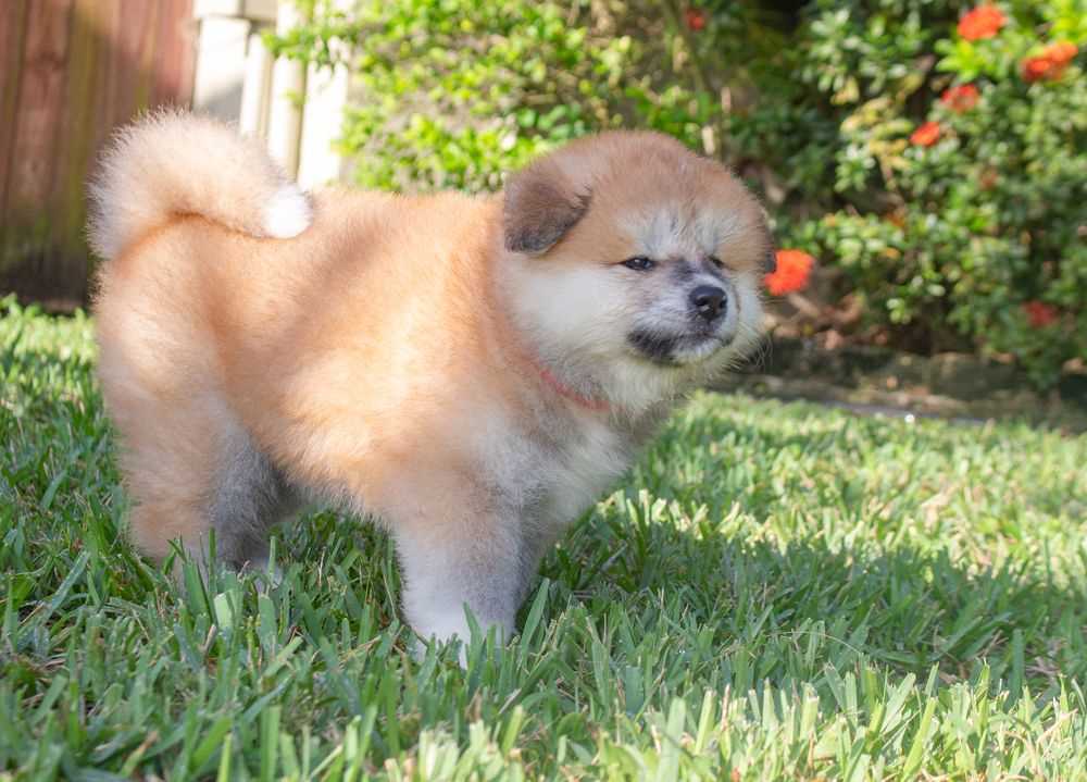 Japanese Akita For Sale In Bangalore