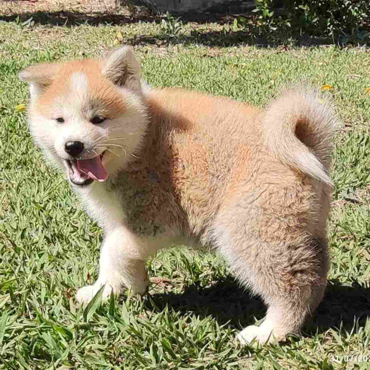 Japanese Akita For Sale In Bangalore