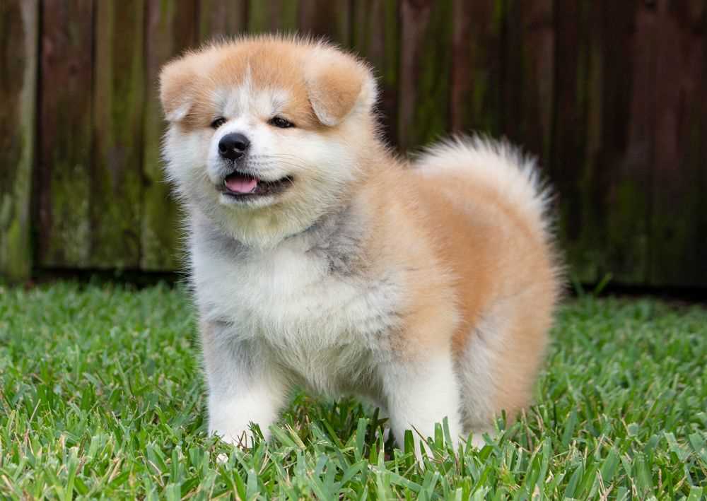 Japanese Akita For Sale In Delhi