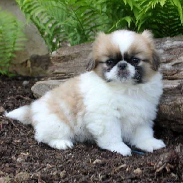 Pekingese For Sale In Chandigarh
