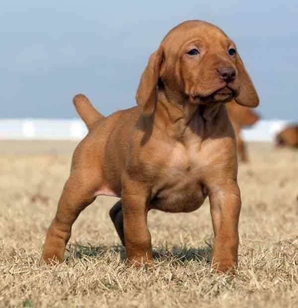 Champion Bloodline Vizsla