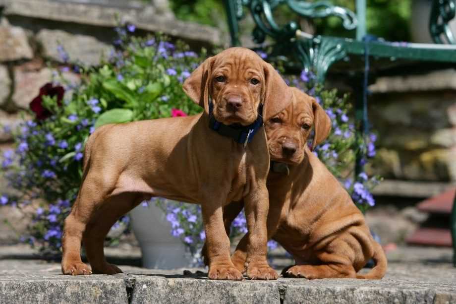 Vizsla For Sale In Bangalore