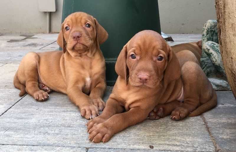 Vizsla For Sale In Bangalore