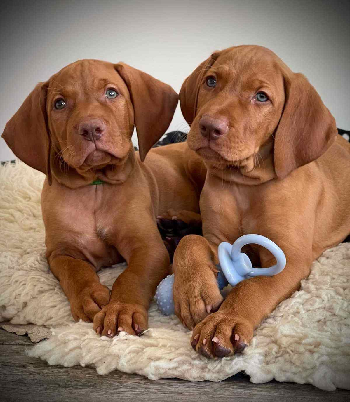 Vizsla For Sale In Delhi