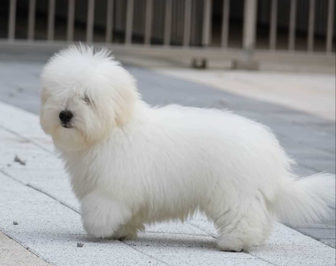 Getting a Coton de Tulear