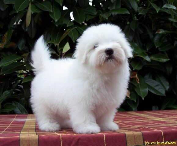 KCI Registered Coton de Tulear