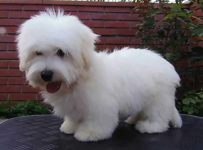 Coton de Tulear For Sale In Gurgaon
