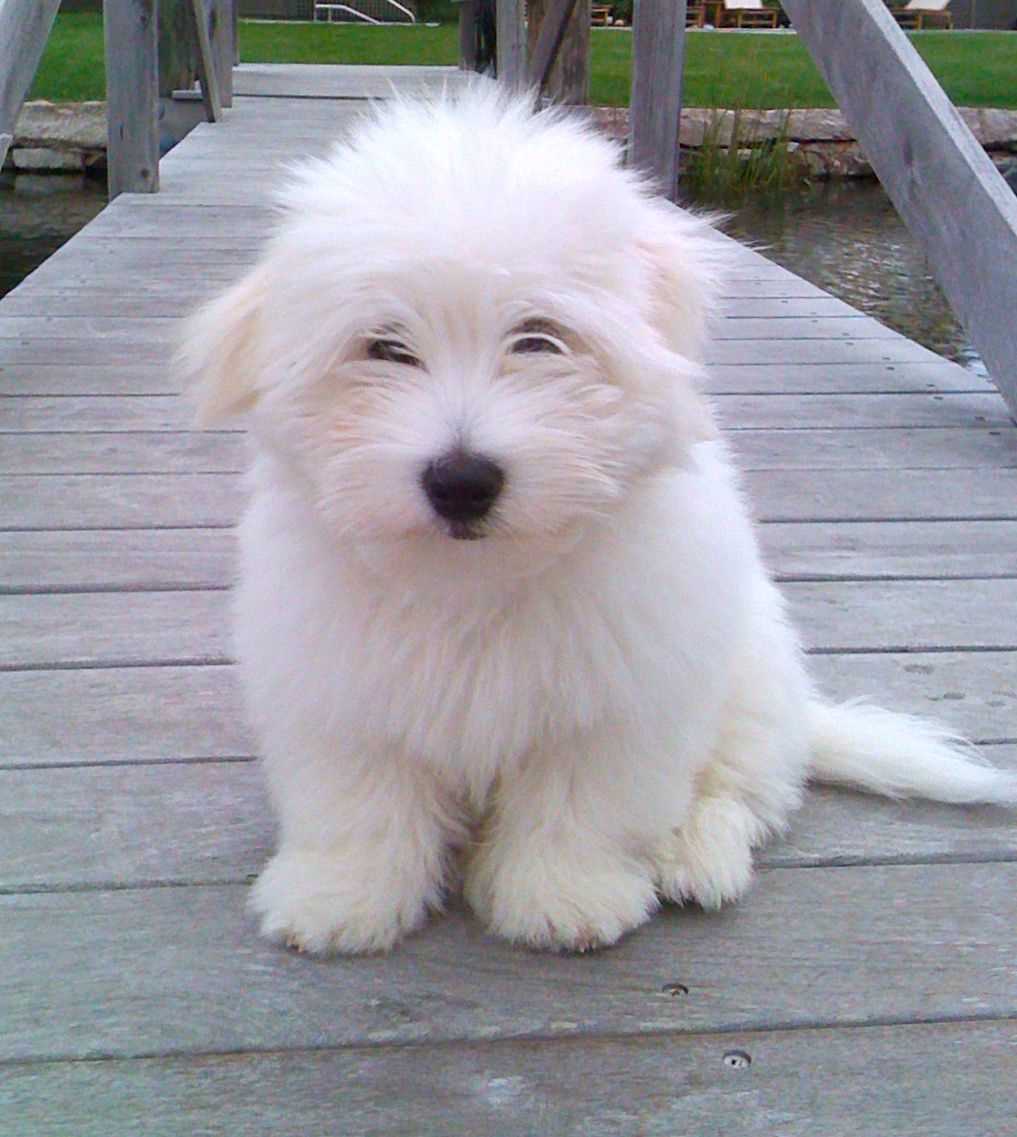 Coton de Tulear For Sale In Bangalore