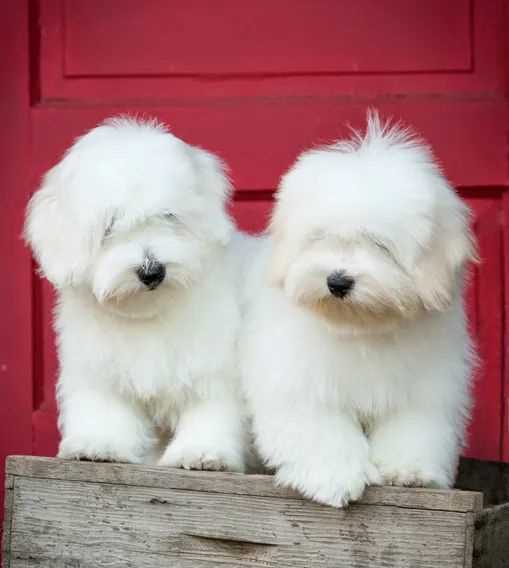 Coton de Tulear For Sale In Chandigarh
