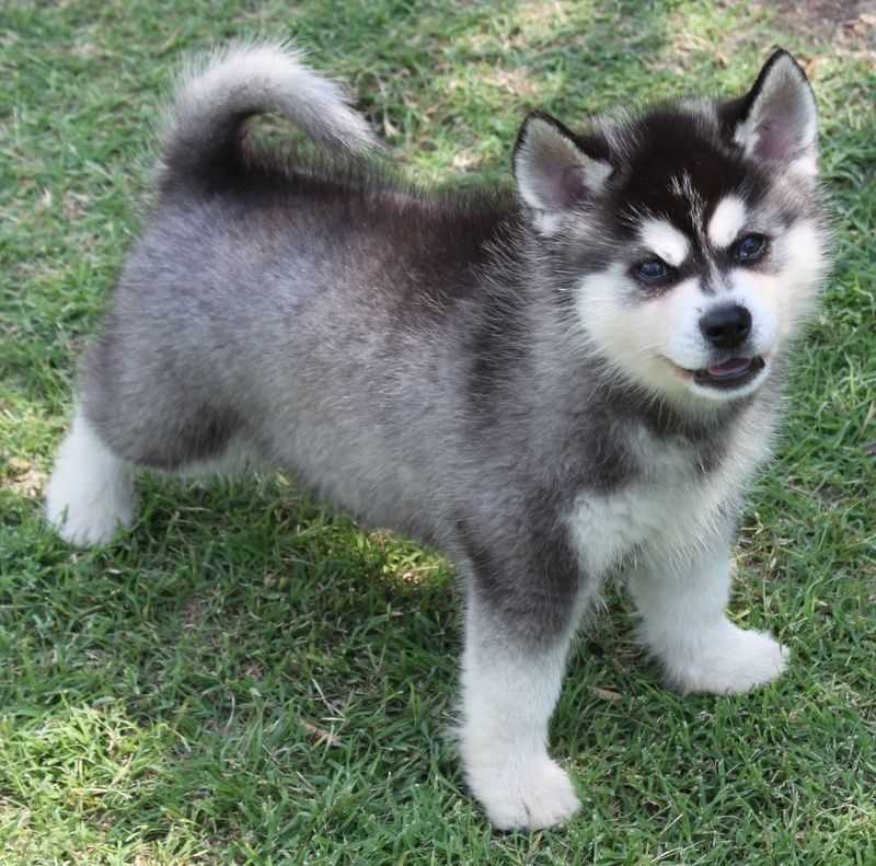 Champion Bloodline Alaskan Klee Kai
