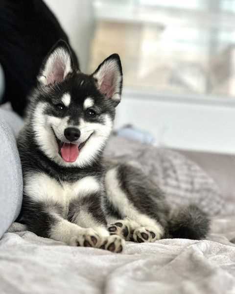 Getting a Alaskan Klee Kai