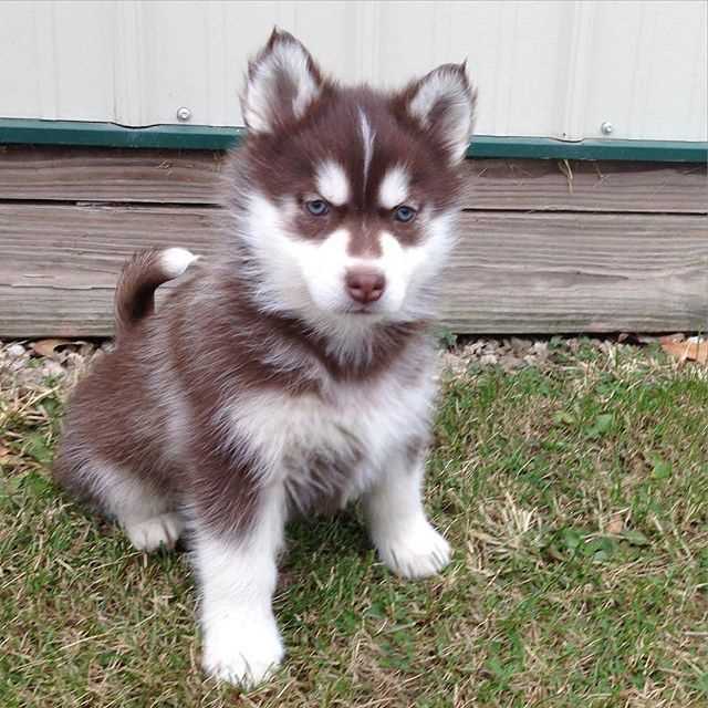 KCI Registered Alaskan Klee Kai