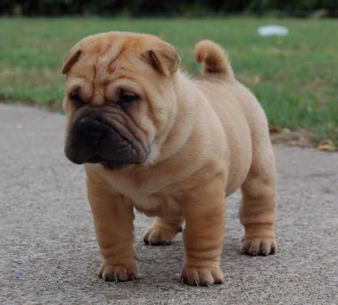 KCI Registered Chinese Shar Pei