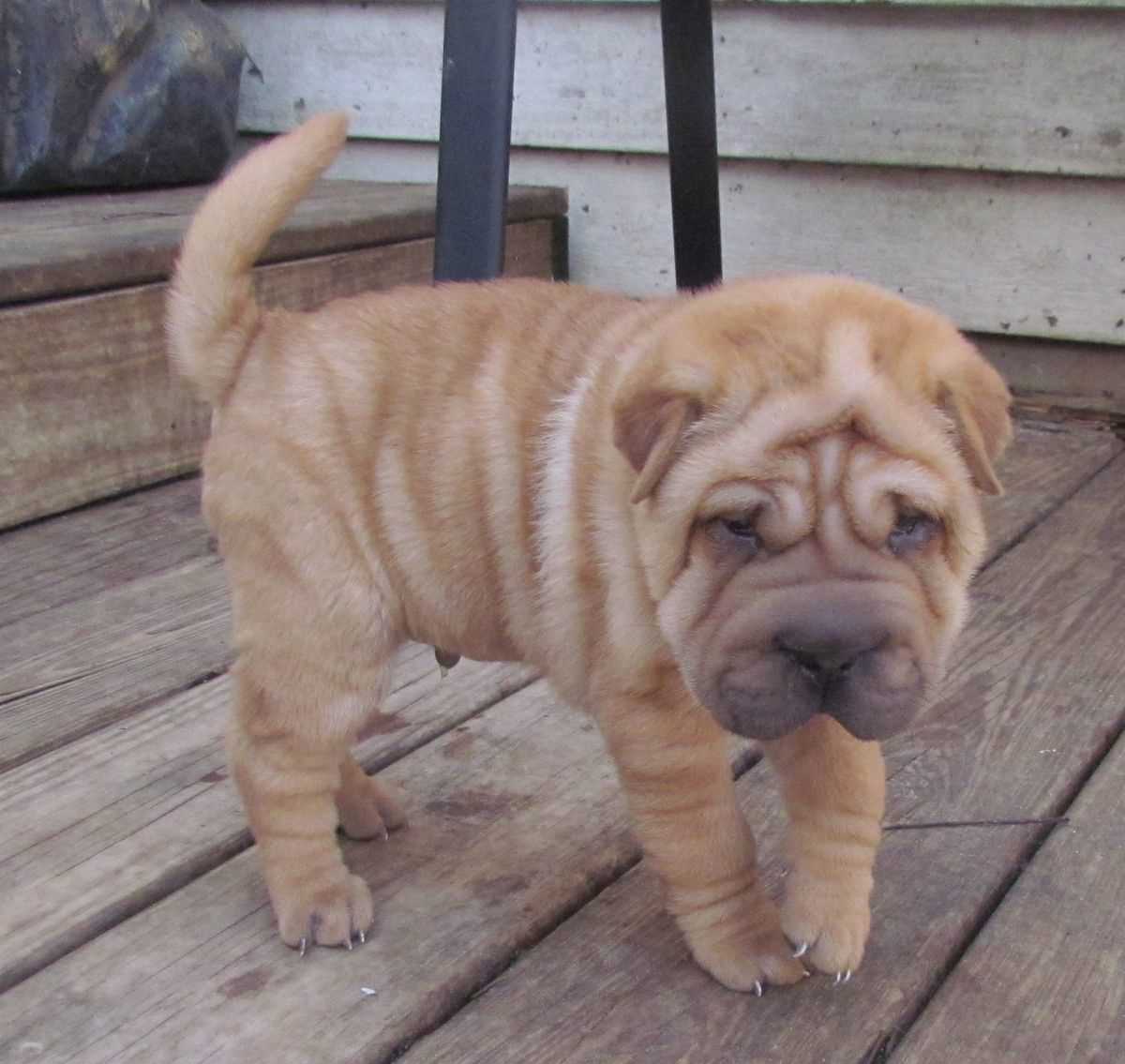 Getting a Chinese Shar Pei