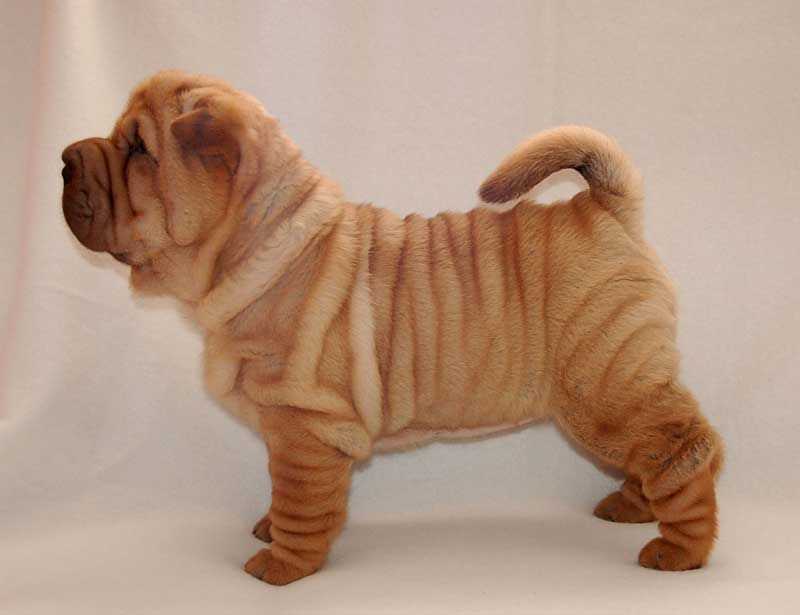 Champion Bloodline Chinese Shar Pei