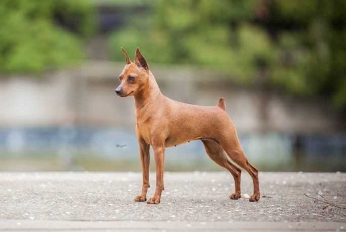Champion Bloodline Miniature Pinscher