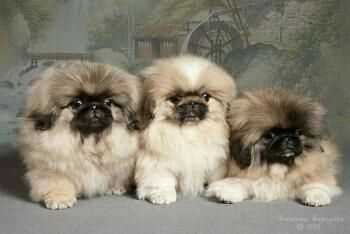 Basic Quality Pekingese