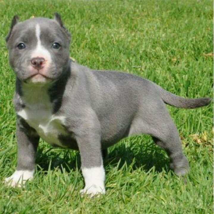 Pitbull For Sale In Bangalore