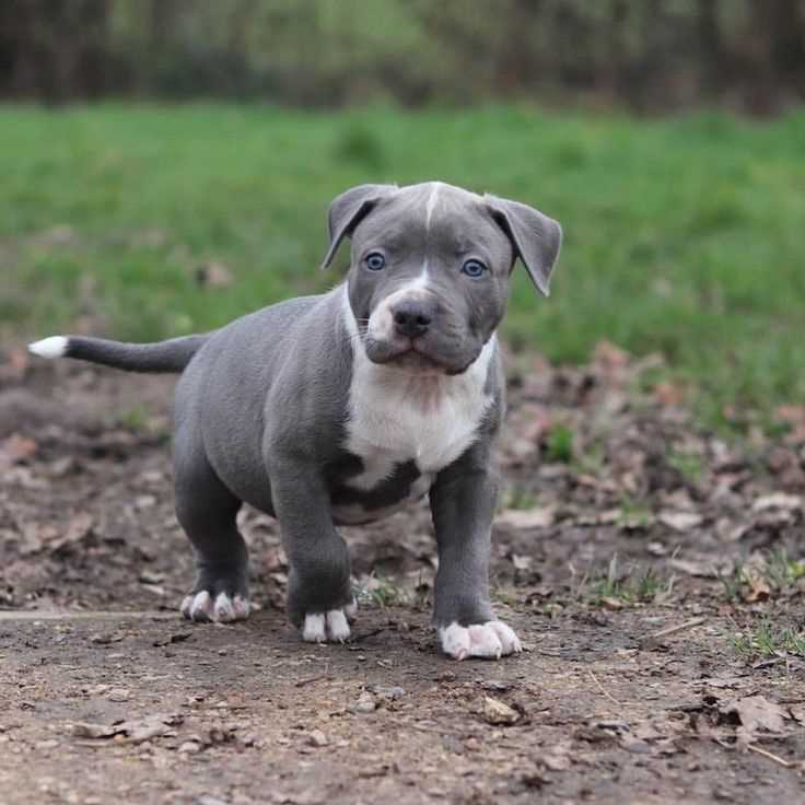 Basic Quality Pitbull