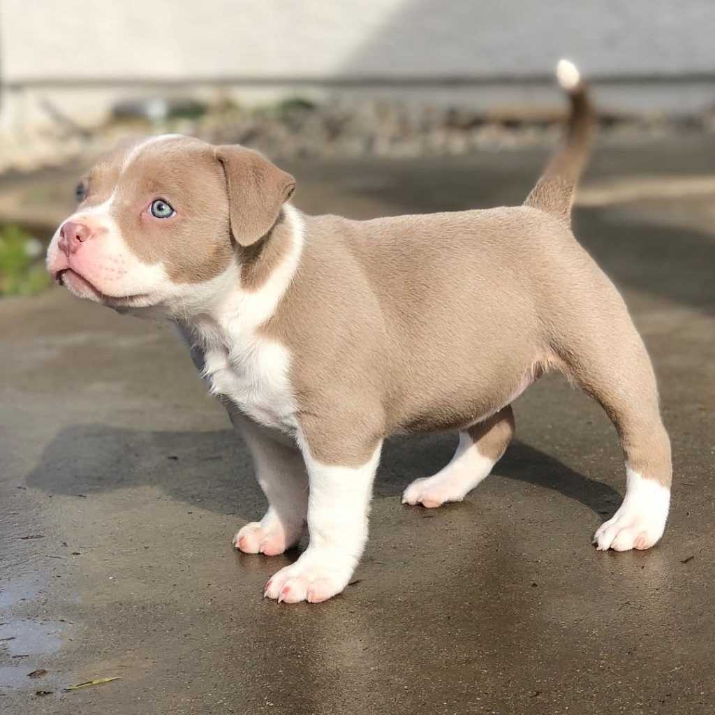 Pet Quality Pitbull