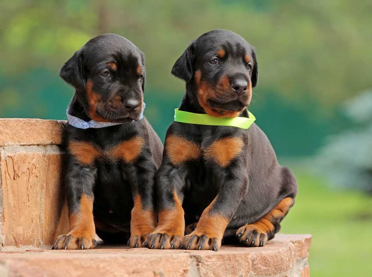 Basic Quality Doberman Pinscher