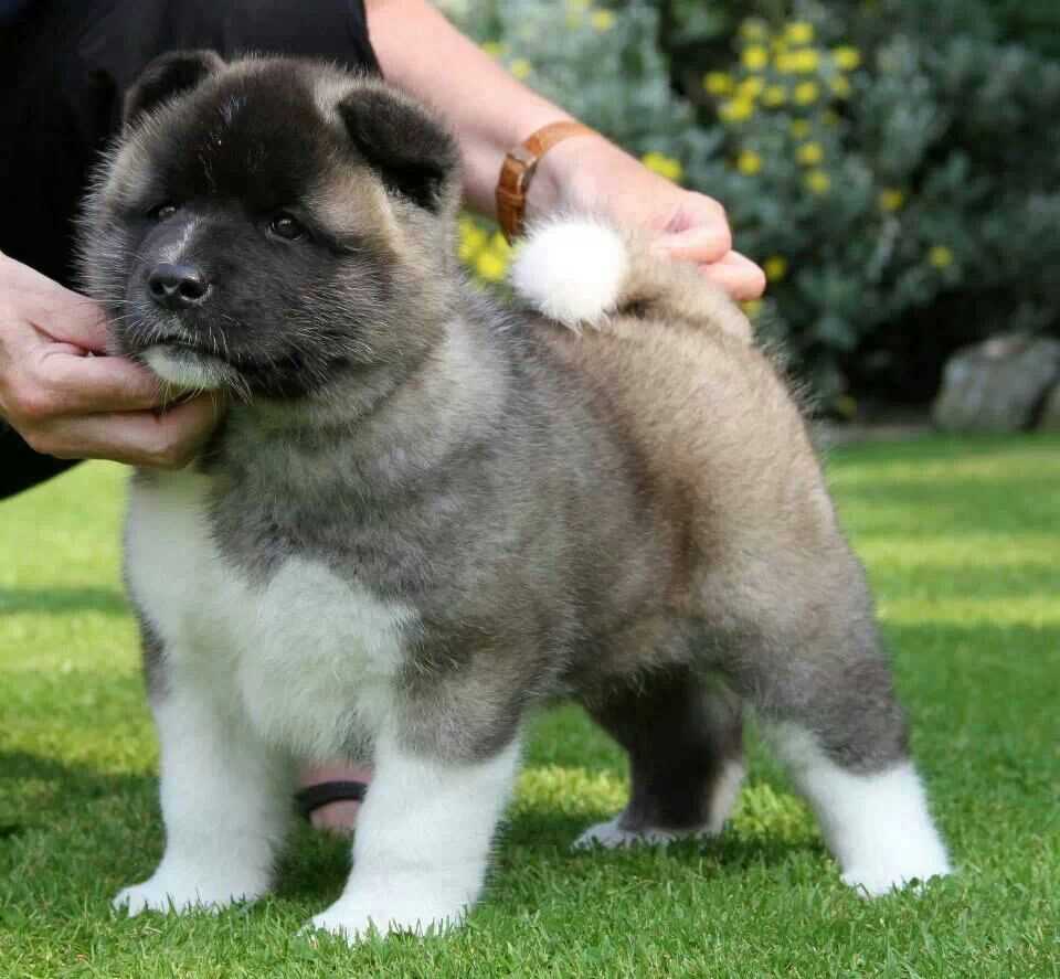 American Akita For Sale In Gurgaon