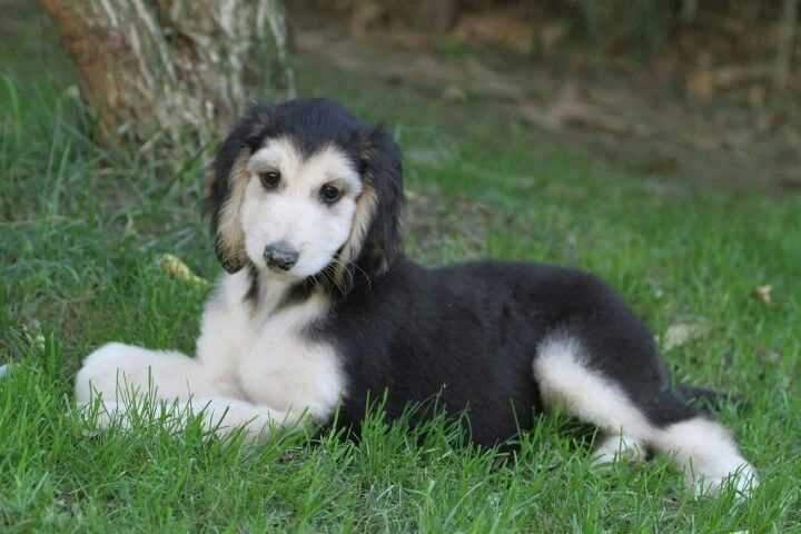 Basic Quality Saluki