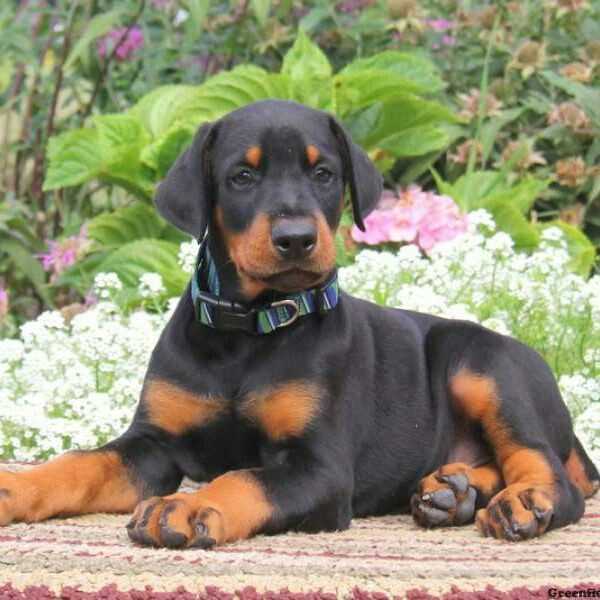 Getting a European Doberman