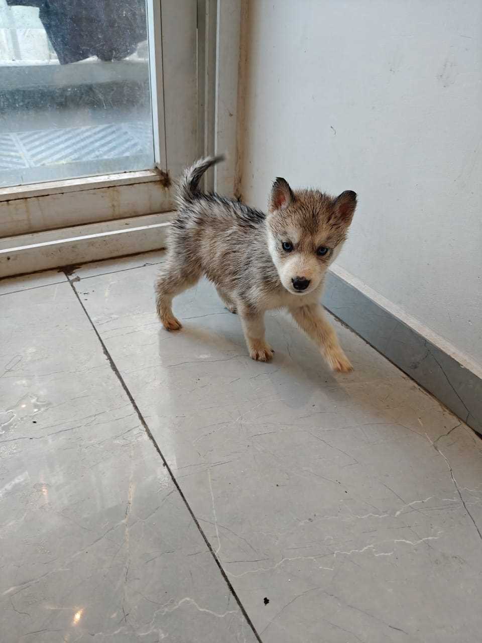 Siberian Husky For Sale In Ghaziabad