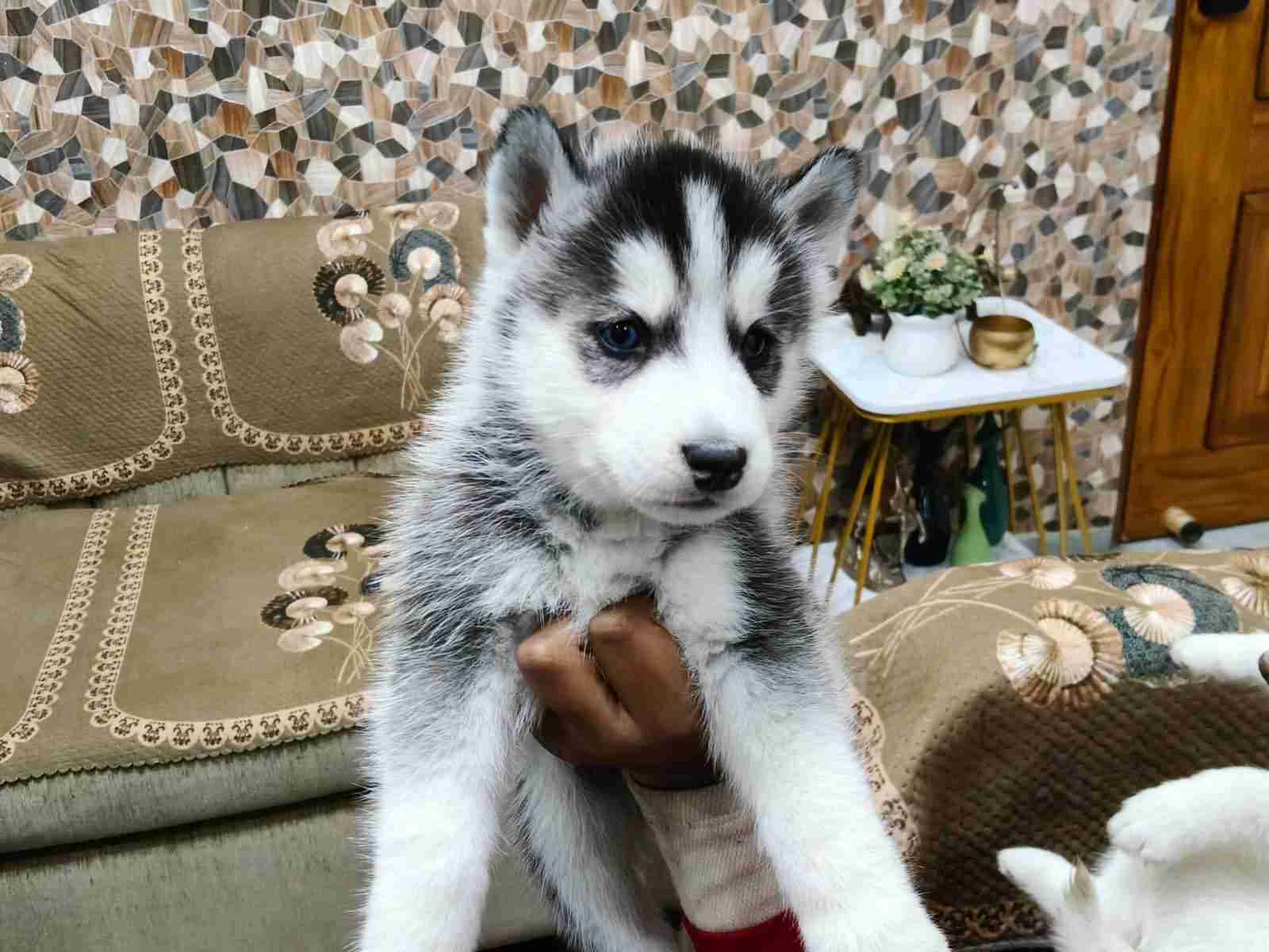 Siberian Husky For Sale In Ghaziabad