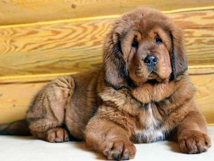 Tibetan Mastiff For Sale In Pune
