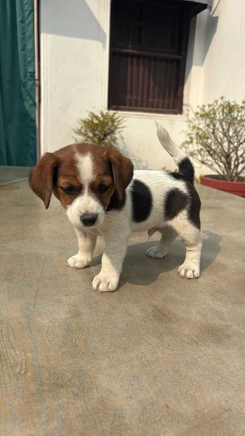 Jack Russell Terrier For Sale In Lucknow