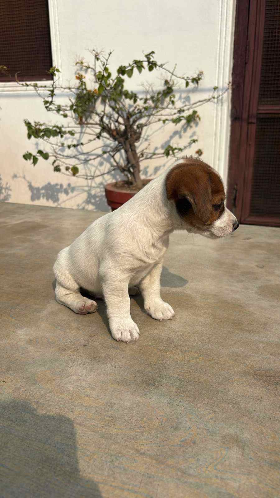 Jack Russell Terrier For Sale In Lucknow