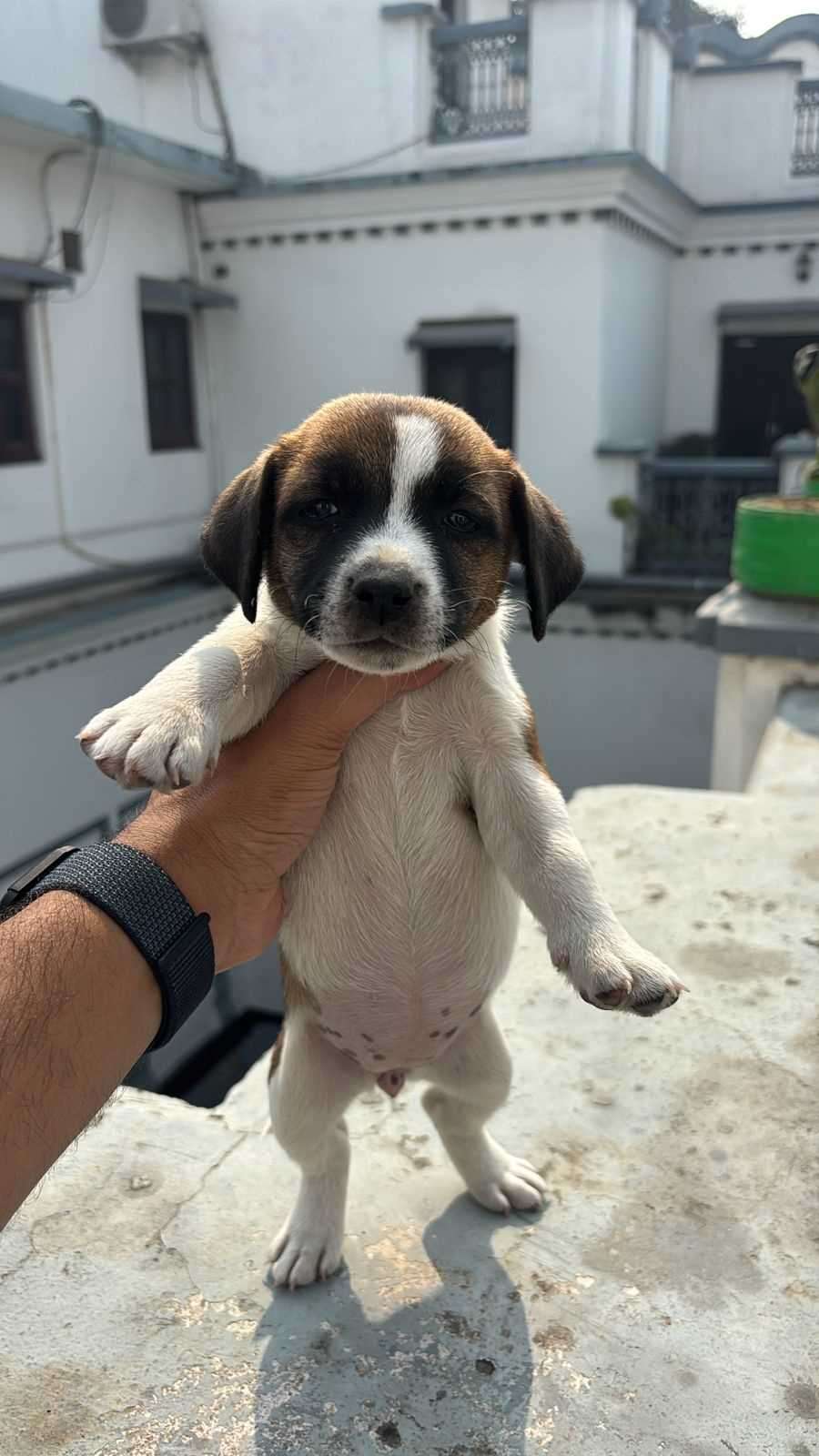 Jack Russell Terrier For Sale In Lucknow