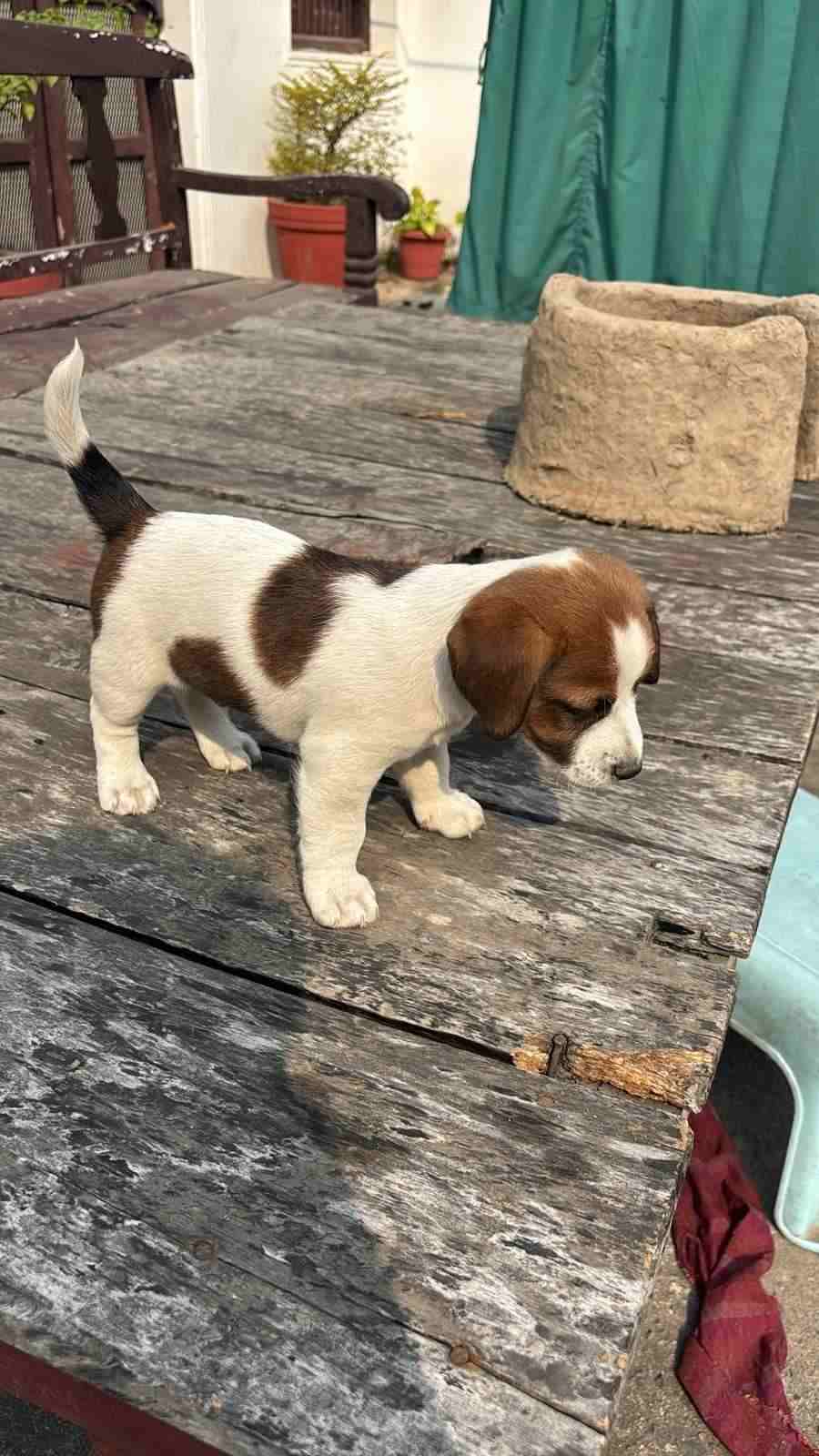 Jack Russell Terrier For Sale In Lucknow