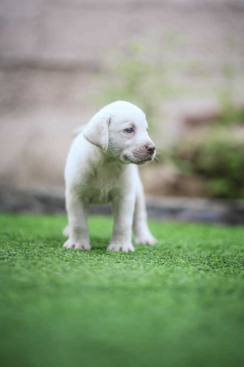Labrador Retriever For Sale In Sivaganga
