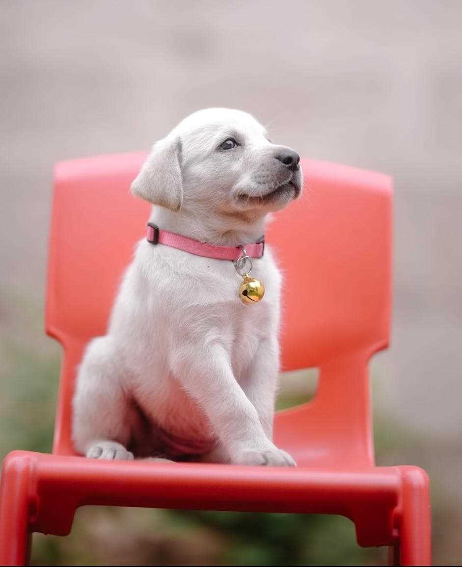 Labrador Retriever For Sale In Coimbatore