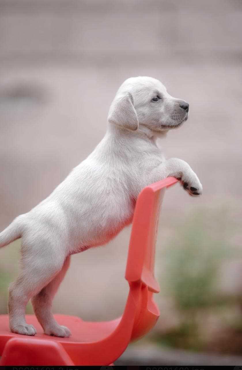 Labrador Retriever For Sale In Coimbatore