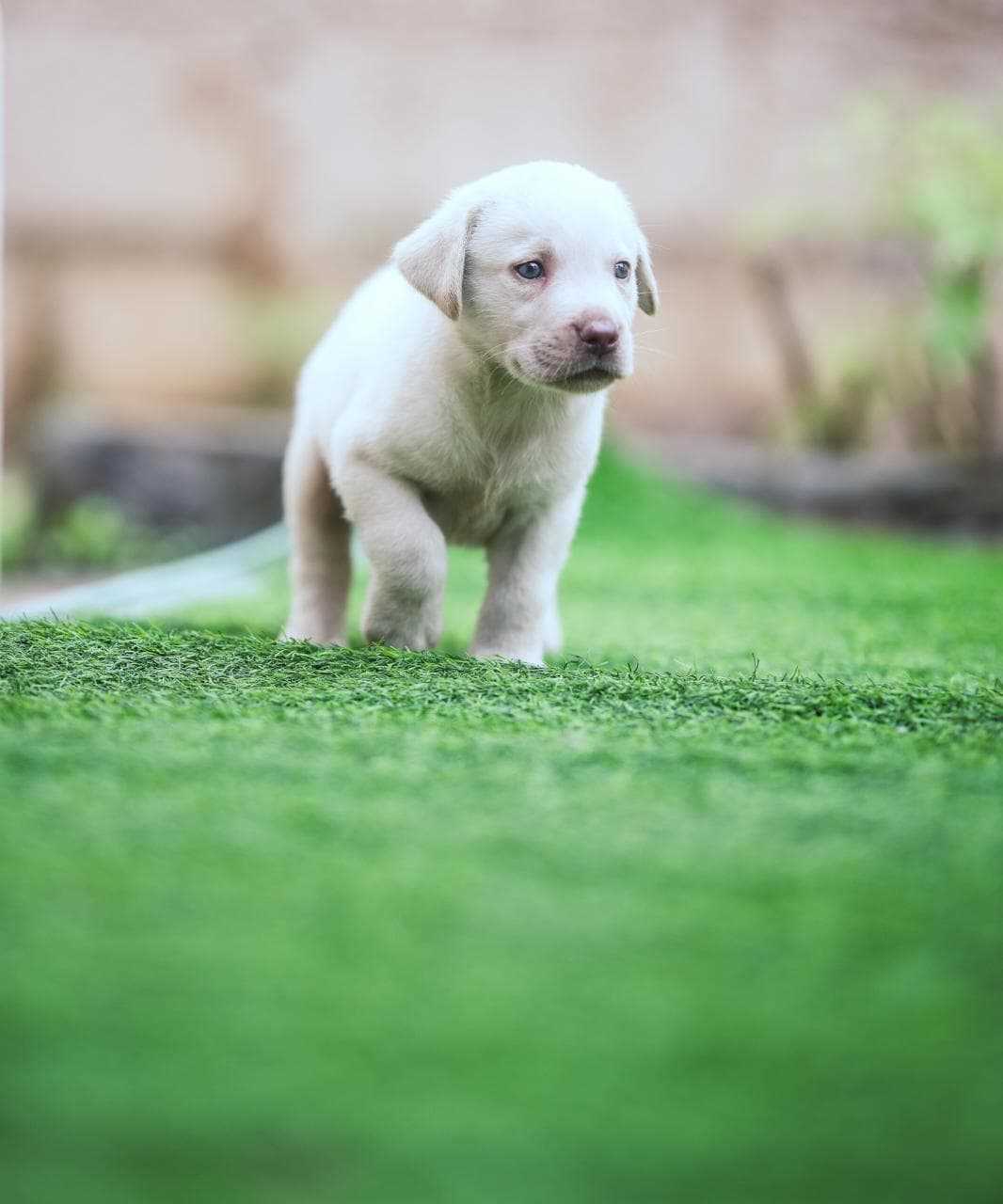 Labrador Retriever For Sale In Chennai