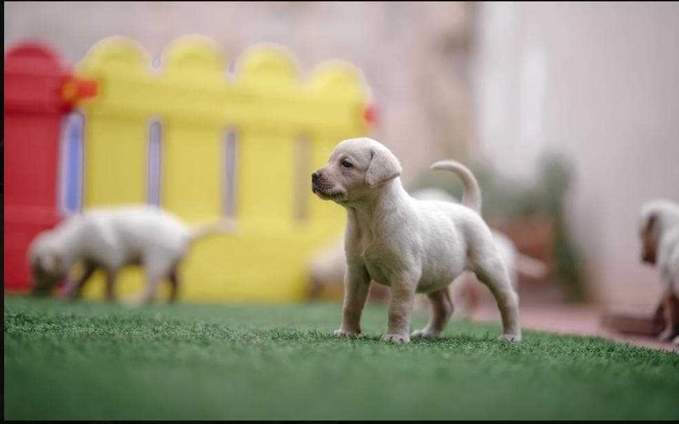 Labrador Retriever For Sale In Coimbatore