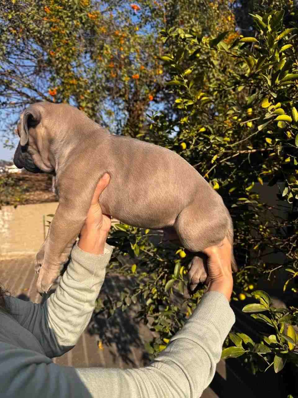 Cane Corso For Sale In Chandigarh