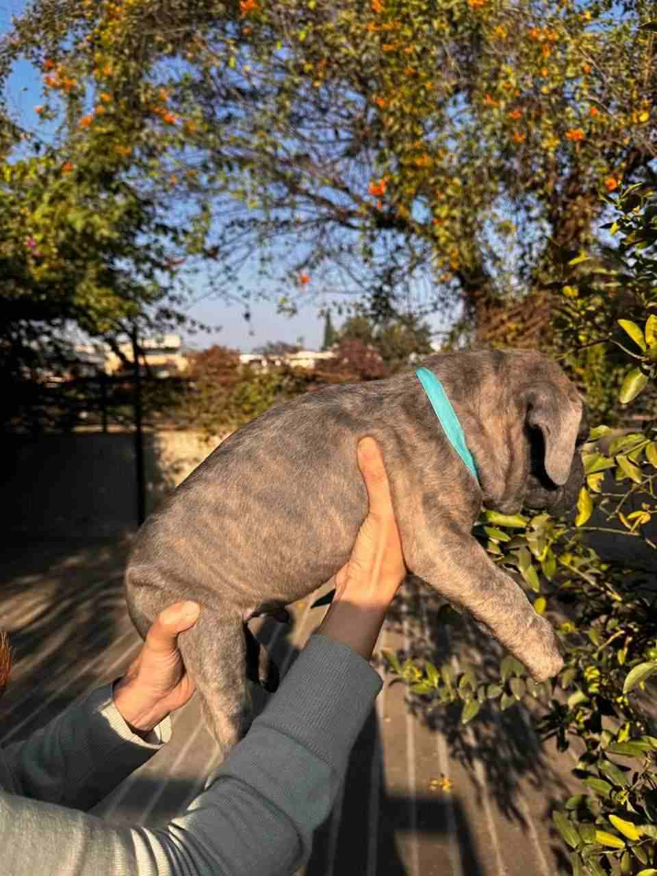 Cane Corso For Sale In Chandigarh