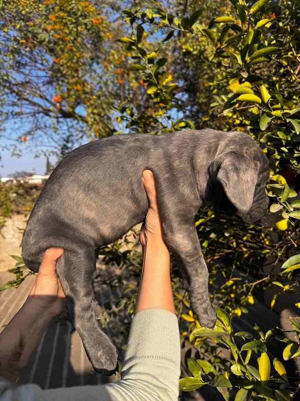 Cane Corso For Sale In Chandigarh