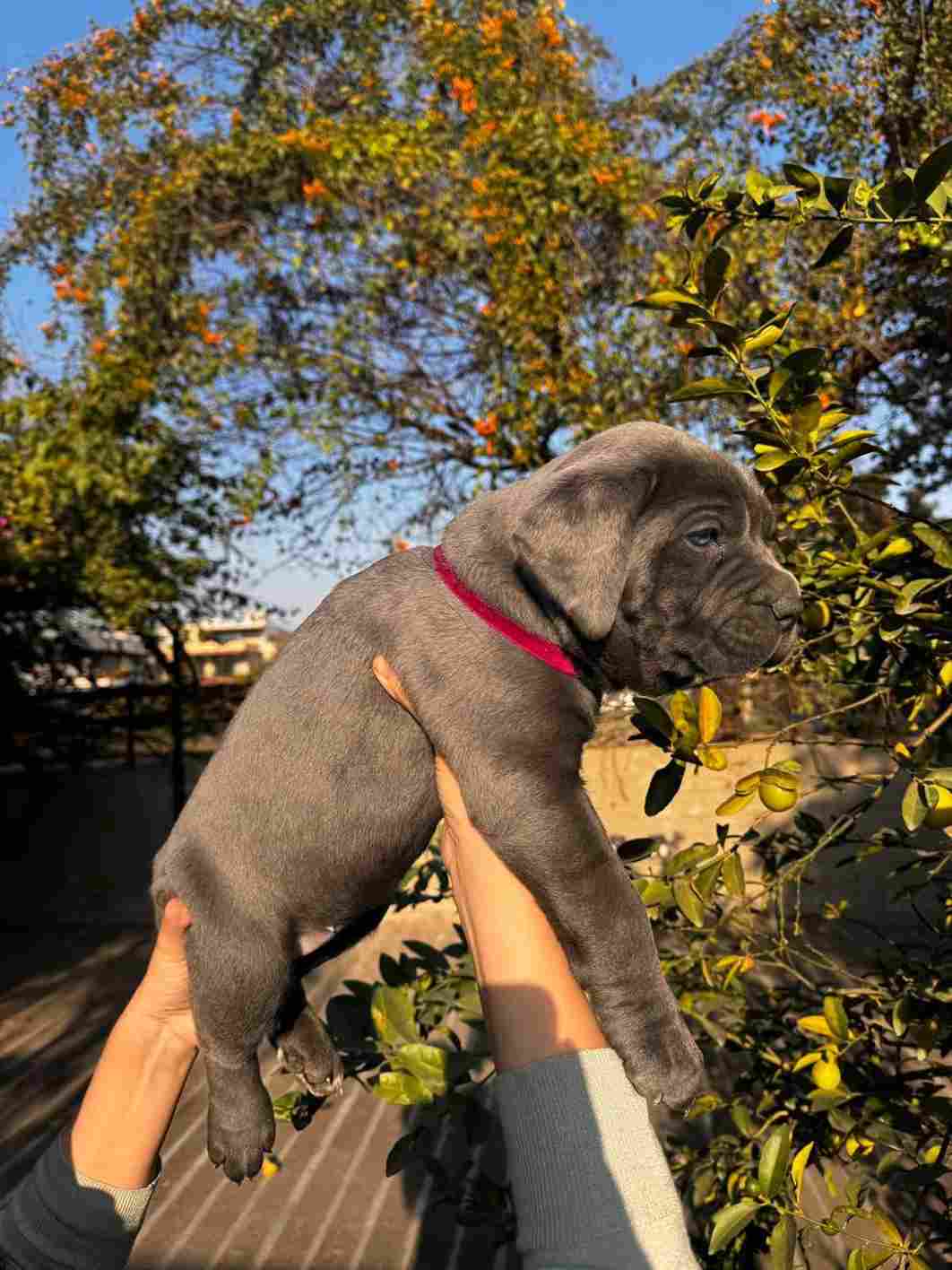 Cane Corso For Sale In Chandigarh