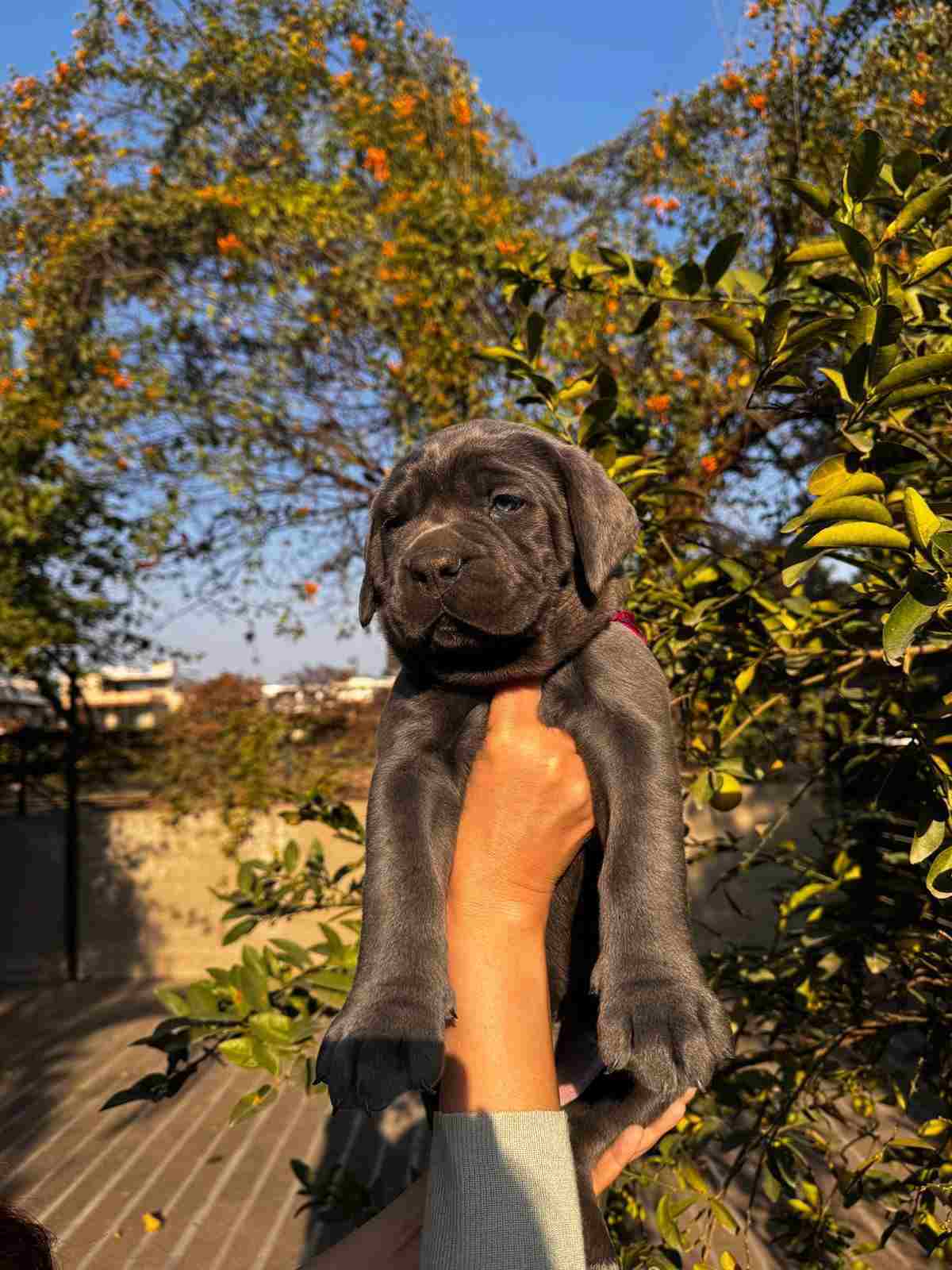 Cane Corso For Sale In Chandigarh