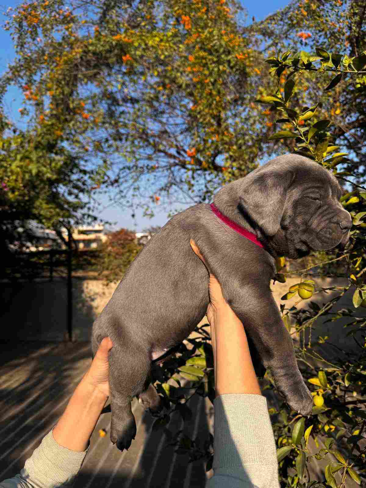 Cane Corso For Sale In Chandigarh
