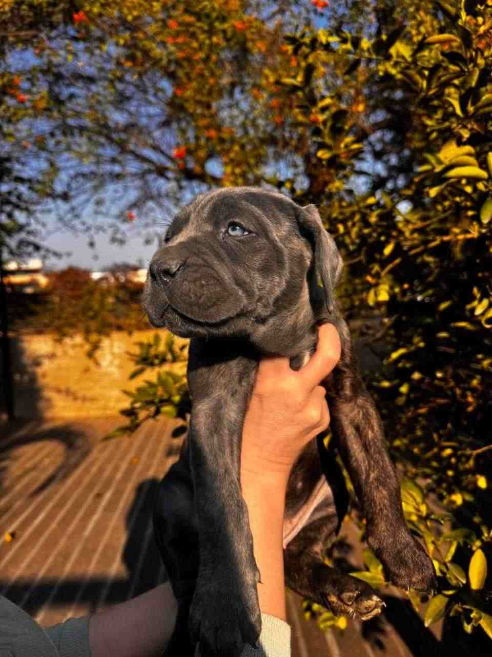 Cane Corso For Sale In Chandigarh