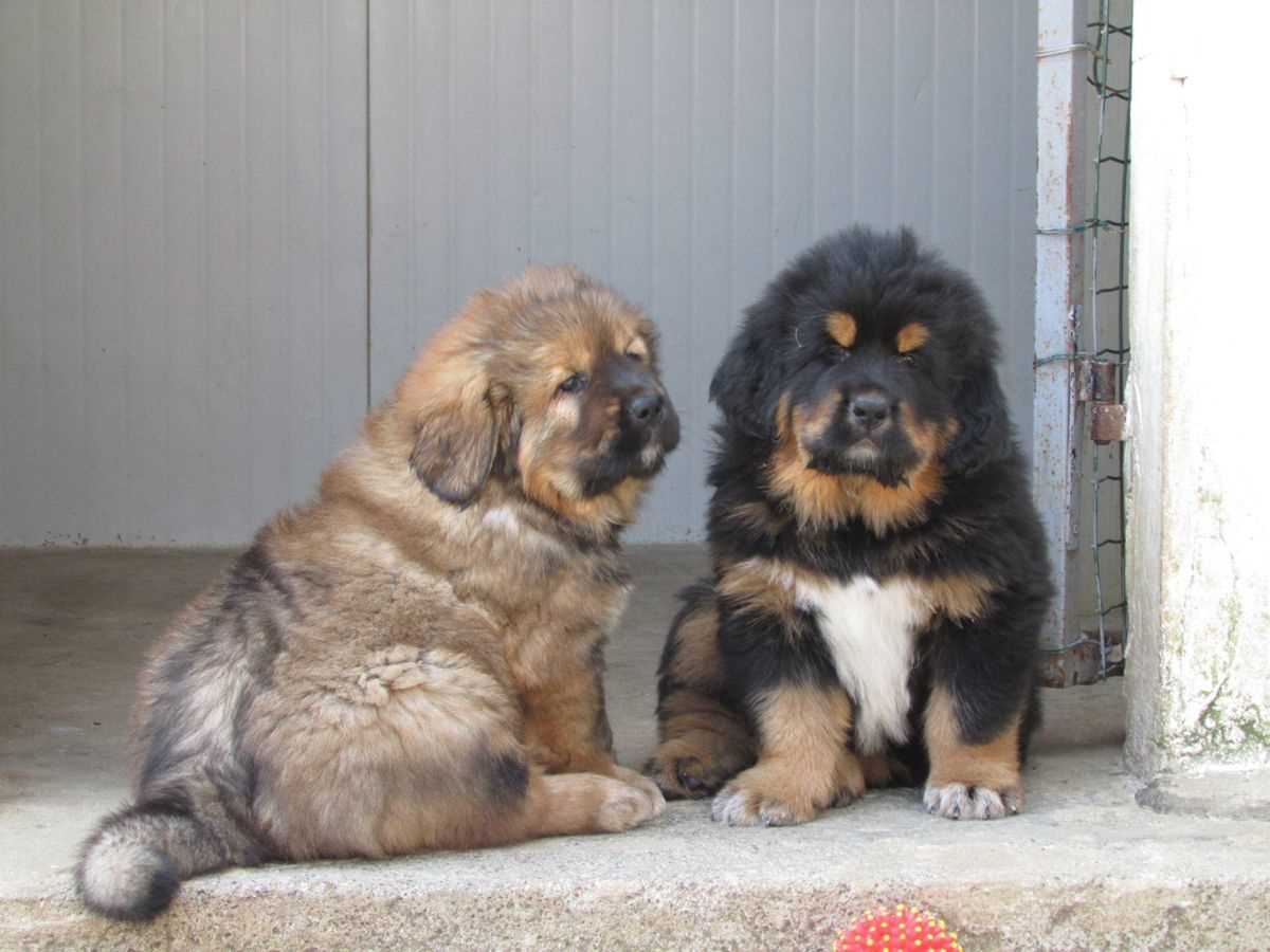 Tibetan Mastiff For Sale In Lucknow
