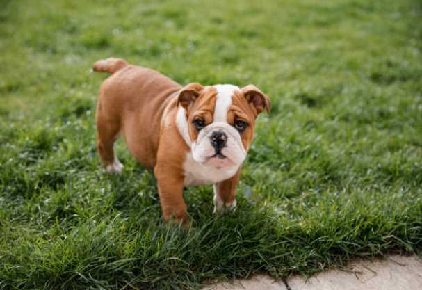 British Bulldog For Sale In Gurgaon